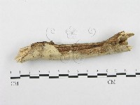 登錄號:F0002476藏品圖，第1張
