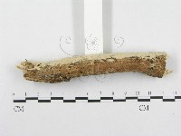 登錄號:F0002476藏品圖，第4張