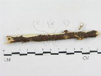 登錄號:F0002477藏品圖，第1張