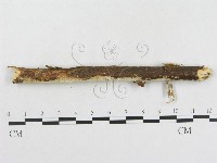 登錄號:F0002477藏品圖，第4張