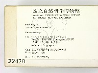 刺皮菌屬藏品圖，第2張