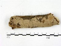 刺皮菌屬藏品圖，第1張