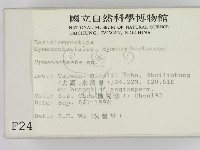 刺革菌屬藏品圖，第2張