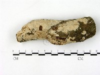 刺皮菌屬藏品圖，第1張