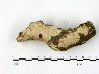 刺皮菌屬藏品圖，第3張