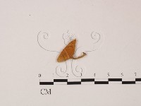 登錄號:F0002490藏品圖，第1張