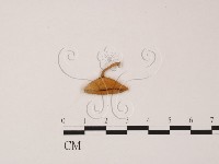 登錄號:F0002490藏品圖，第3張