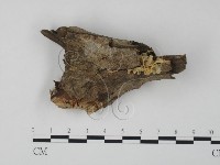 登錄號:F0002493藏品圖，第1張