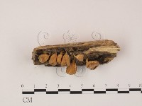 登錄號:F0002494藏品圖，第3張