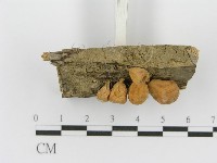 登錄號:F0002494藏品圖，第4張