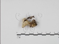 登錄號:F0002496藏品圖，第1張