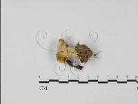 登錄號:F0002496藏品圖，第3張