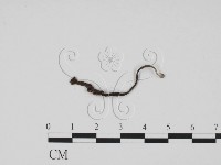 炭角菌屬藏品圖，第1張