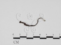 炭角菌屬藏品圖，第3張