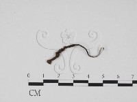 炭角菌屬藏品圖，第4張