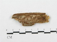登錄號:F0002505藏品圖，第1張