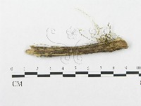 登錄號:F0002509藏品圖，第3張