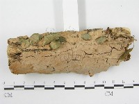 登錄號:F0002530藏品圖，第4張