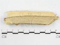 登錄號:F0002531藏品圖，第3張