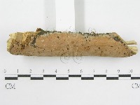 登錄號:F0002531藏品圖，第4張