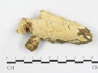 革墊菌屬藏品圖，第1張