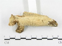 革墊菌屬藏品圖，第3張