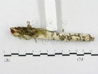 革墊菌屬藏品圖，第3張