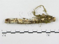 革墊菌屬藏品圖，第4張