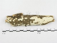 登錄號:F0002538藏品圖，第1張