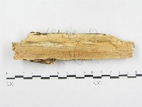 登錄號:F0002538藏品圖，第4張