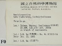 叉絲革菌屬藏品圖，第2張