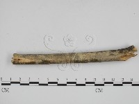 叉絲革菌屬藏品圖，第1張