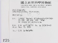 韌革菌屬藏品圖，第2張
