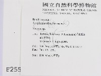 韌革菌屬藏品圖，第2張