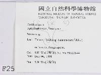 韌革菌屬藏品圖，第2張