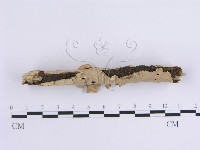 韌革菌屬藏品圖，第3張