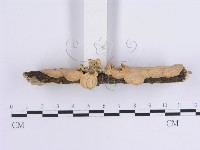 韌革菌屬藏品圖，第5張