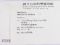 韌革菌屬藏品圖，第2張