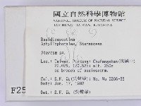 韌革菌屬藏品圖，第2張