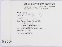 韌革菌屬藏品圖，第2張