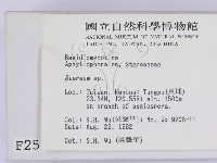 韌革菌屬藏品圖，第2張