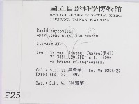 韌革菌屬藏品圖，第2張