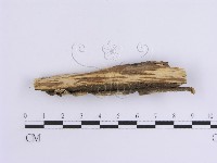 韌革菌屬藏品圖，第3張