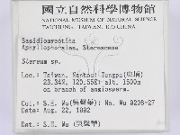 韌革菌屬藏品圖，第2張