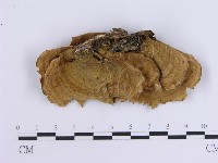 韌革菌屬藏品圖，第1張