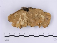 韌革菌屬藏品圖，第3張