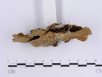 韌革菌屬藏品圖，第4張