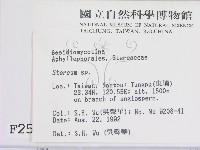 韌革菌屬藏品圖，第2張