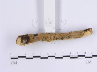 韌革菌屬藏品圖，第4張