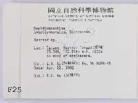 韌革菌屬藏品圖，第2張